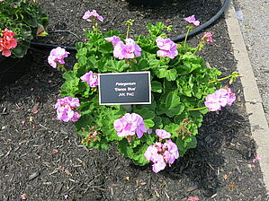 Impossible d'afficher l'image