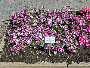 Petunia Capella 'Magenta Diamond' Impossible d'afficher l'image