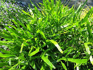 Impossible d'afficher l'image