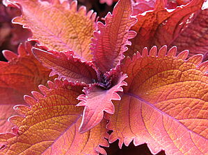 Plectranthus 'ColorBlaze Wicked Hot' Impossible d'afficher l'image