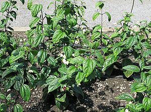 Impossible d'afficher l'image