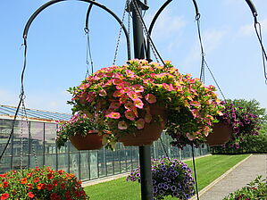 Impossible d'afficher l'image