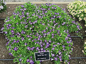 Petunia Blanket 'Blue Star' Impossible d'afficher l'image