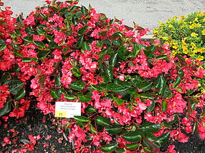 Begonia Viking Explorer 'Rose On Green' Impossible to display the image