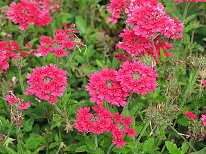 Verbena Superbena 'Raspberry' Impossible d'afficher l'image