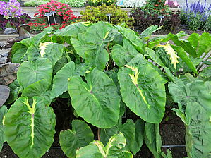 Impossible d'afficher l'image