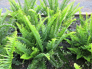 Impossible d'afficher l'image