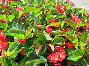 Begonia 'Megawatt Red Green Leaf' Impossible to display the image