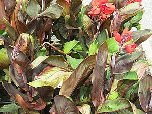 Impossible d'afficher l'image