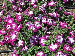 Impossible d'afficher l'image