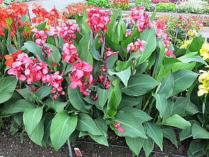 Impossible d'afficher l'image