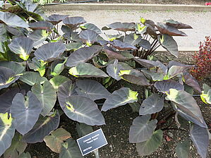 Impossible d'afficher l'image