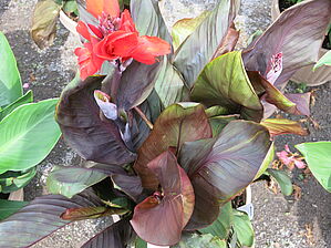 Impossible d'afficher l'image