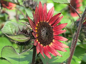 Impossible d'afficher l'image