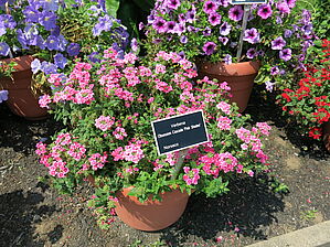 Verbena Obsession Cascade 'Pink Shades' Impossible d'afficher l'image