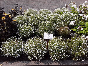 Impossible d'afficher l'image