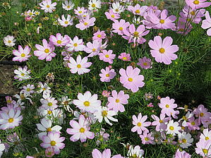 Impossible d'afficher l'image