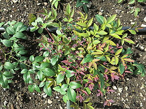 Impossible d'afficher l'image