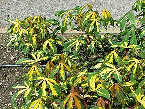 Impossible d'afficher l'image