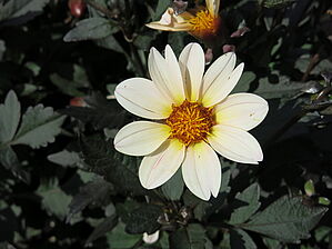 Impossible d'afficher l'image