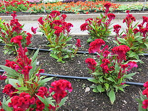 Impossible d'afficher l'image