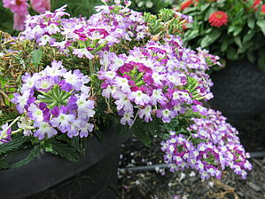 Verbena (pot) Obsession 'Twister Purple' Impossible d'afficher l'image