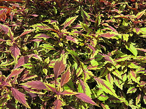 Plectranthus 'Allspice' Impossible d'afficher l'image