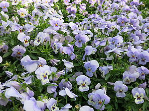 Viola 'Sangri-La Marina' Impossible d'afficher l'image