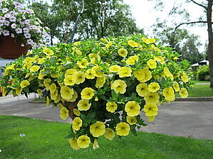 Calibrachoa 'Cabaret Limon' Impossible to display the image