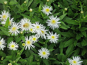 Impossible d'afficher l'image