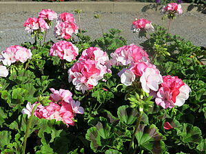 Impossible d'afficher l'image