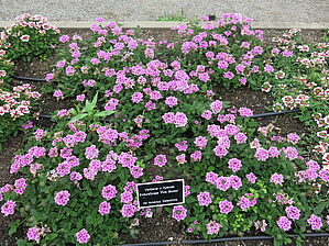 Verbena EnduraScape 'Pink Bicolor' Impossible d'afficher l'image