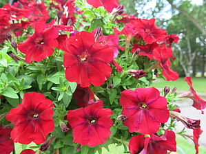 Petunia Big Deal 'Chocolat-Cherries' Impossible d'afficher l'image