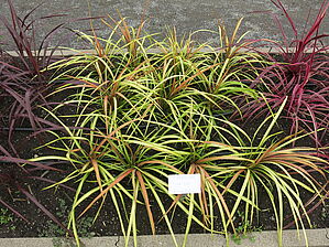 Impossible d'afficher l'image