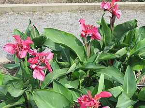 Impossible d'afficher l'image