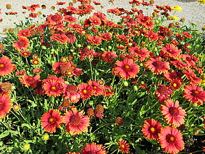 Impossible d'afficher l'image