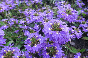 Impossible d'afficher l'image