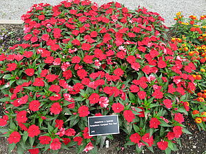 Impossible d'afficher l'image