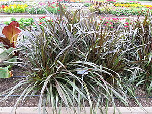 Impossible d'afficher l'image