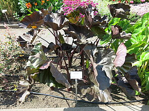 Impossible d'afficher l'image