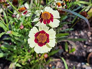 Impossible d'afficher l'image