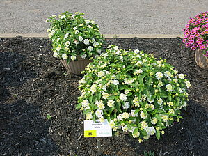 Impossible d'afficher l'image