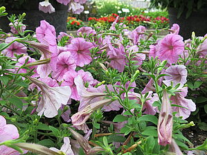 Petunia Success 'Silver Vein' Impossible d'afficher l'image