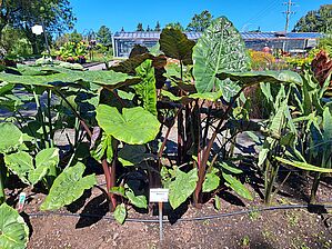 Alocasia 'Metallica' Impossible d'afficher l'image