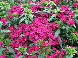 Impossible d'afficher l'image