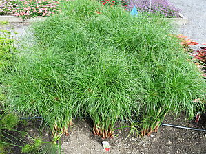 Impossible d'afficher l'image