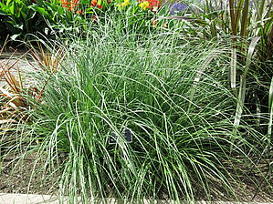 Impossible d'afficher l'image