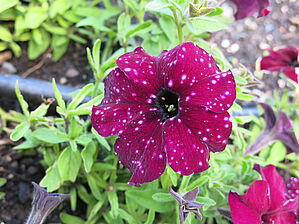 Petunia 'Starry Sky Burgundy' Impossible d'afficher l'image