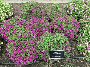 Petunia Blanket 'Purple' Impossible d'afficher l'image