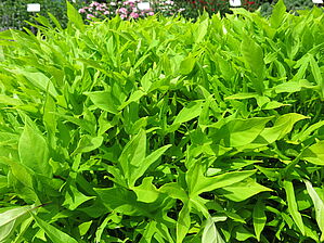 Impossible d'afficher l'image